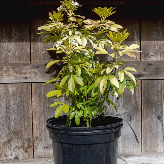 Choisya Ternata Shrubs