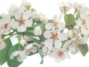 Conference Pear Blossom