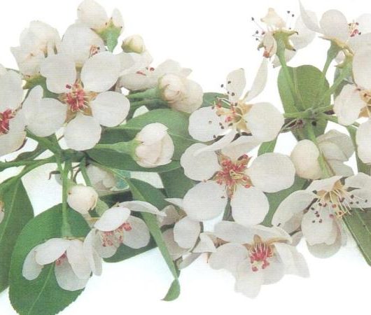 Conference Pear Blossom