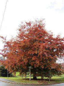 Copper Beech Native Tree