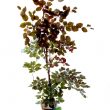 Copper Beech Gift Tree