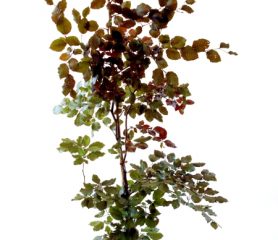 Copper Beech Gift Tree