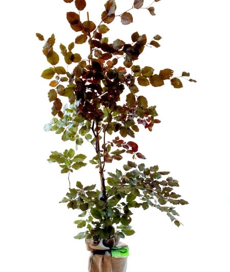 Copper Beech Gift Tree