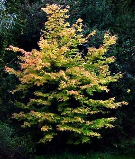 Coral Bark Maple Tree