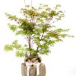 Coral Bark Maple Tree Gift