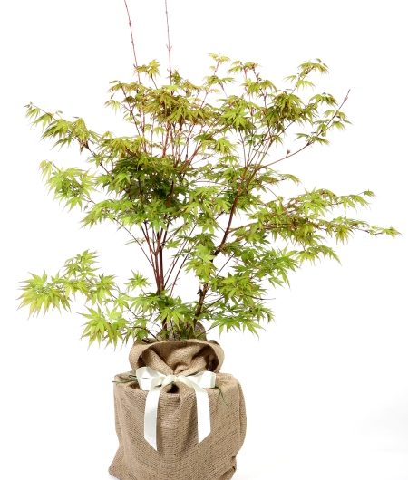 Coral Bark Maple Tree Gift