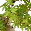 Coral Bark Maple Leaves