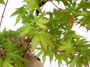 Coral Bark Maple Leaves
