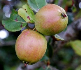 Crab Apple Fruit