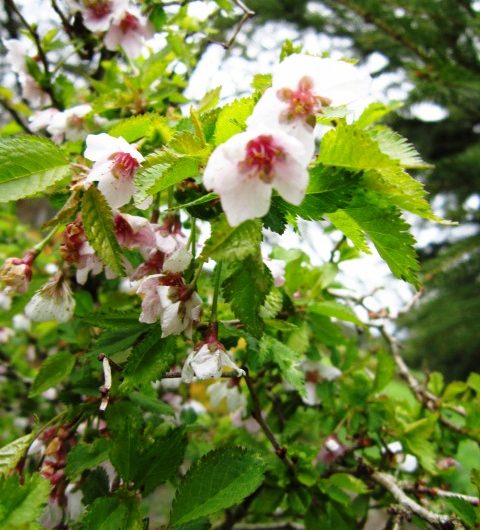 Dwarf Cherry Flowers