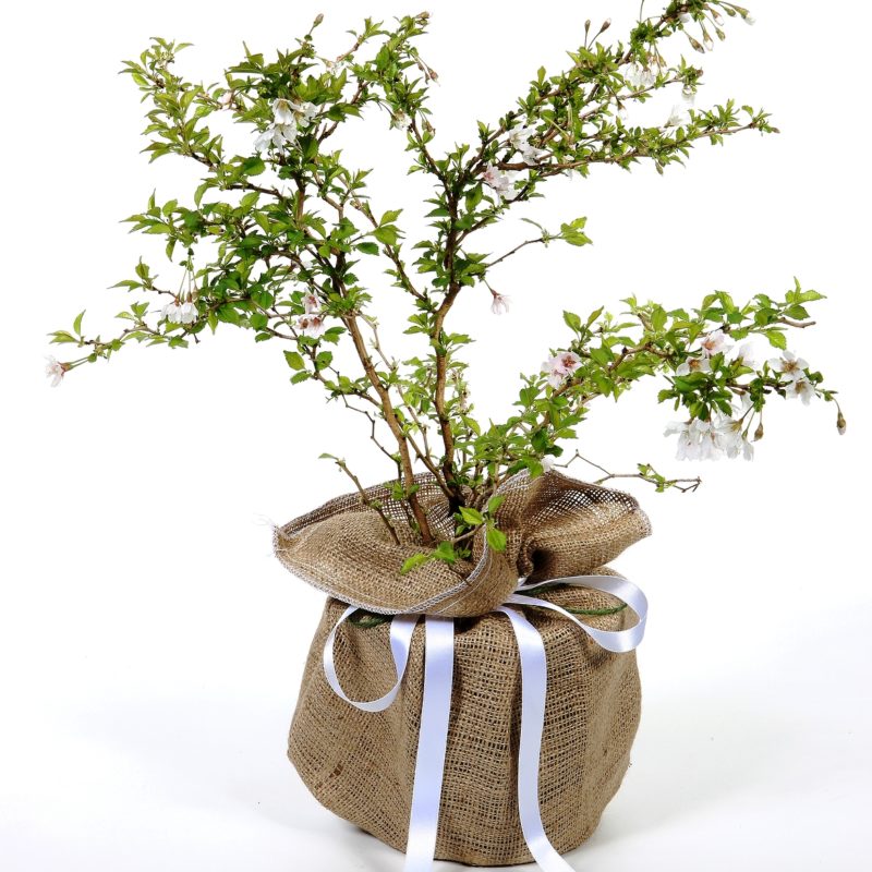 Dwarf Flowering Cherry shrubs for Sale Trees Direct