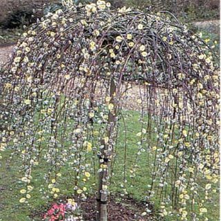 Dwarf Weeping Kilmarnock Willow Trees for Sale Online - View Now