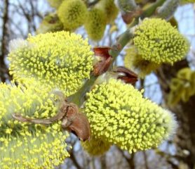 Weeping Kilmarnock Willow Catkins