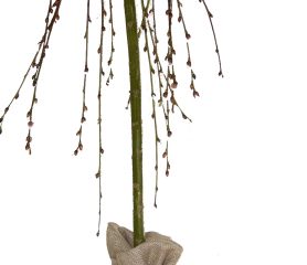 Dwarf-Weeping Kilmarnock Willow.
