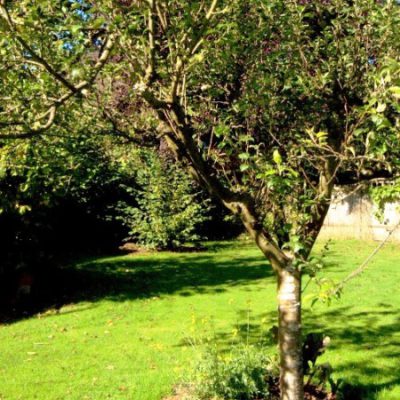 Mature Fruit Trees
