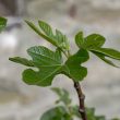 Ficus carica