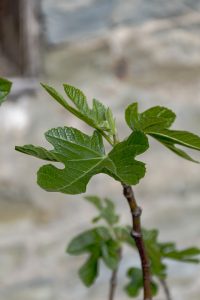 Ficus carica