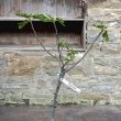 Ficus carica