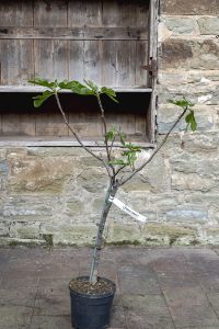 Ficus carica