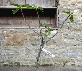 Ficus carica
