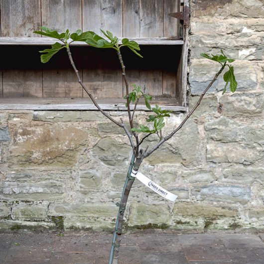 Ficus carica
