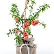 Flowering Quince Tree Gift