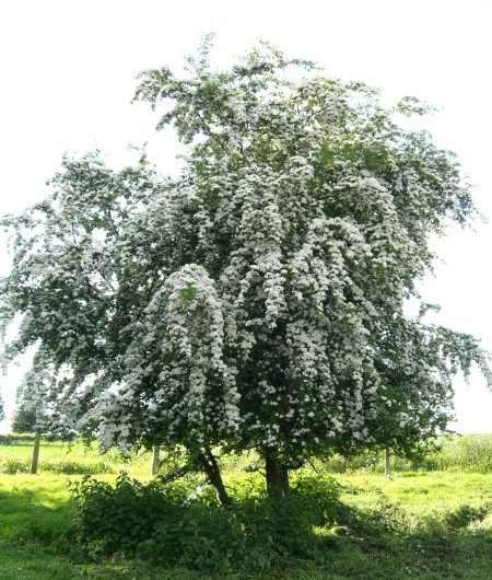 Flowering Thorn Tree