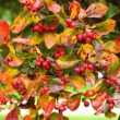 Flowering Thorn Native Berries Tree