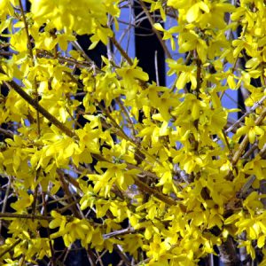 Forsythia Plant for Sale - Choose your Forsythia Shrubs Now