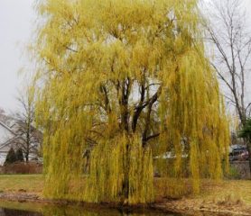 Golden Weeping Willow Tree