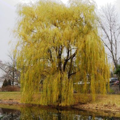 Golden Weeping Willow Trees For Sale | Trees Direct