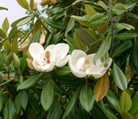 Grandiflora Magnolia Tree Flowers