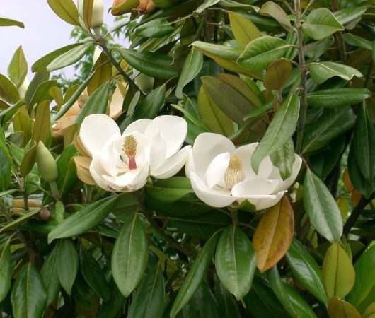 Grandiflora Magnolia Tree Flowers