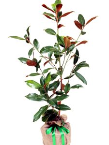 Grandiflora Tree