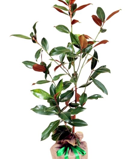 Grandiflora Tree