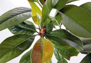 Grandiflora Magnolia