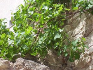 Grape Vine Plants