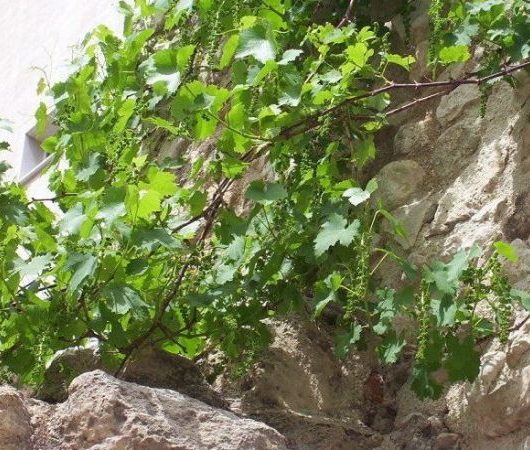Grape Vine Plants