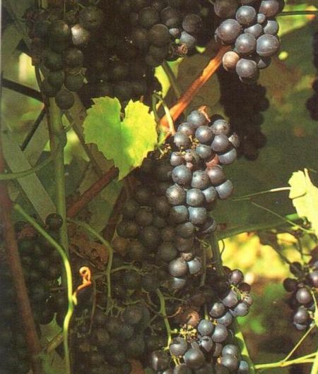 Red Grape Vine Climbers