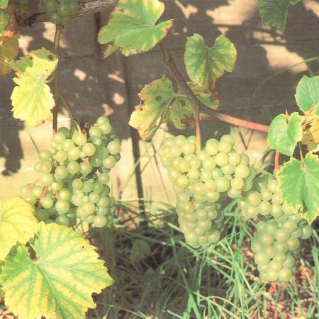 White Grape Vine Climbers