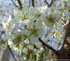 White Cherry Flowering Blossom