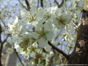 White Cherry Flowering Blossom
