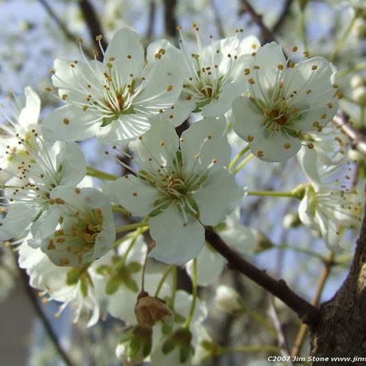 White Cherry Flowering Blossom