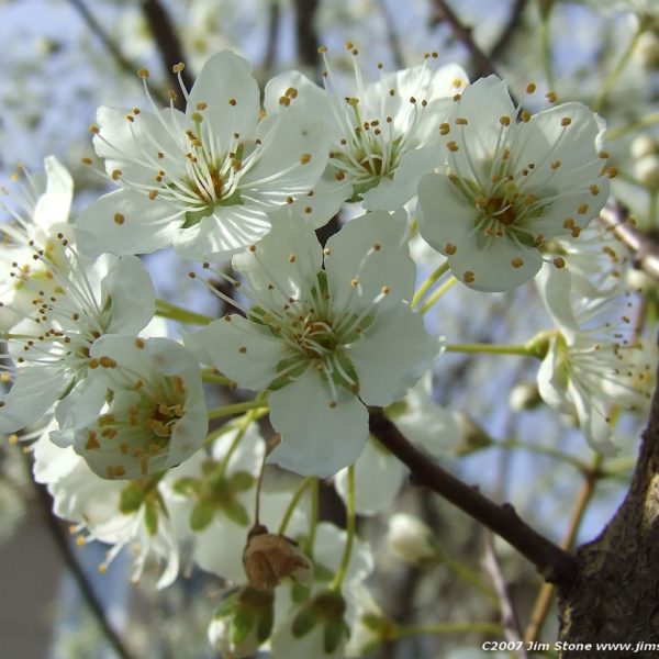 Great White Flowering Cherry Trees For Sale Trees Direct