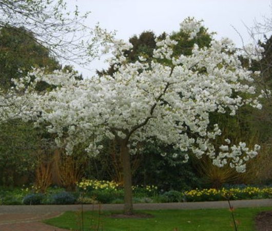 White Flowering Cherry