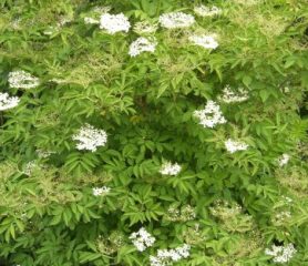 Green Elder