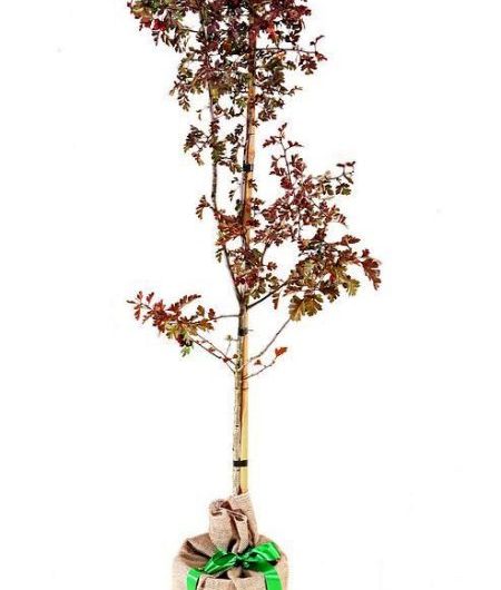 Hawthorn Tree Gift