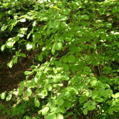 Hazel Tree For Sale | Trees Direct