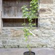 Corylus avellana