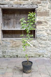 Corylus avellana
